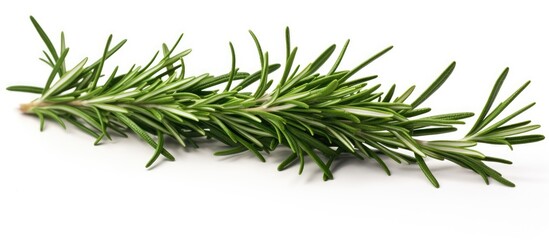 Aromatic Rosemary Herb Plant Isolated on White Background for Culinary Concept Design