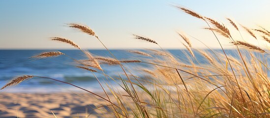 Gentle Morning Light Bathes Sand Dunes with Whispers of Wild Oats and Wind Ripples