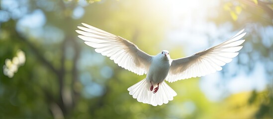 Graceful Flight of a White Dove Soaring Through the Clear Blue Sky