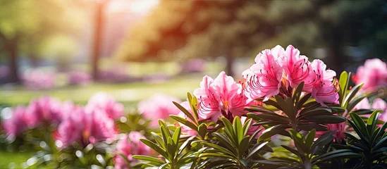 Cercles muraux Azalée Vibrant Pink Rhododendron Flowers Basking in the Warm Spring Sunlight