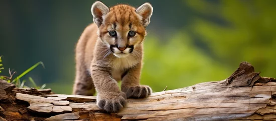 Tuinposter Curious Young Mountain Lion Cub Explores Fallen Log in a Captive Setting © HN Works