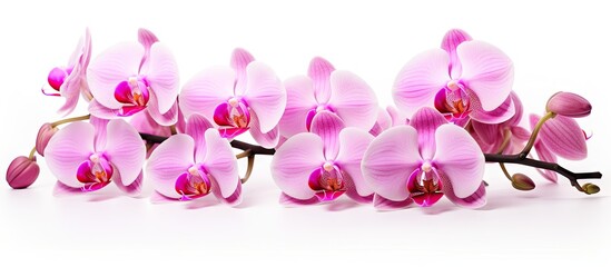 Fototapeta na wymiar Elegant Pink Orchids Blooming Gracefully on a Clean White Background