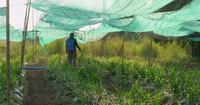 back view of a farmer spraying chemicals in a field of ginger plants growing in rows