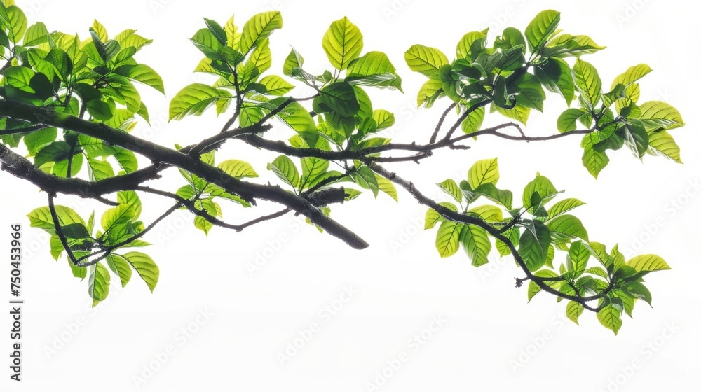 Poster A bird sitting on a branch of a tree. Suitable for nature and wildlife concepts