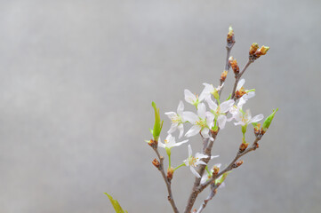 桜　啓翁桜