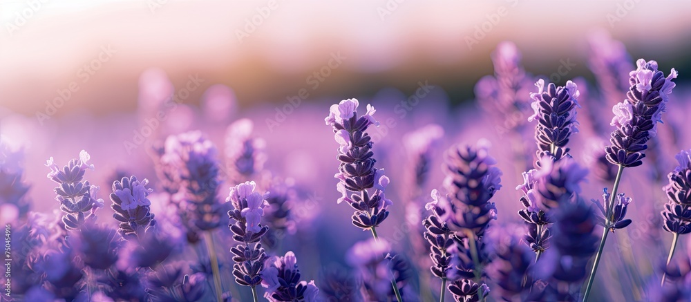 Poster sunlit lavender blooms: a close-up view of the pristine summer nature background