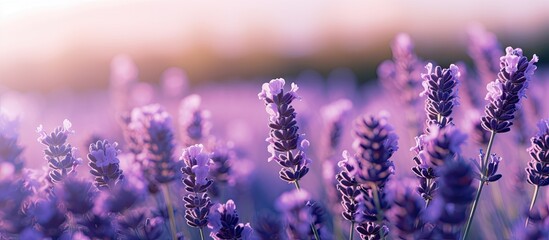 Sunlit Lavender Blooms: A Close-up View of the Pristine Summer Nature Background
