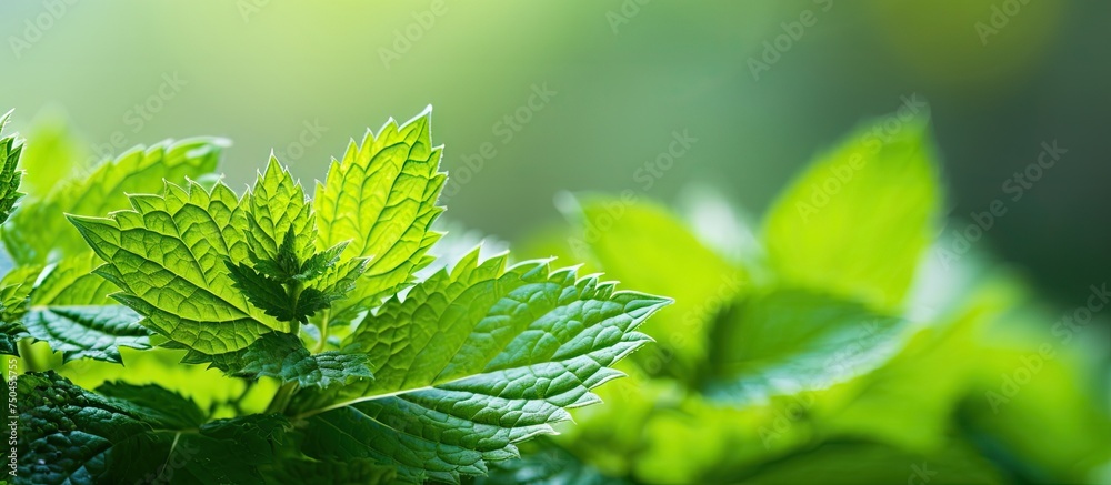 Poster vibrant ladybug resting on lush stinging nettle leaf with soft focus background