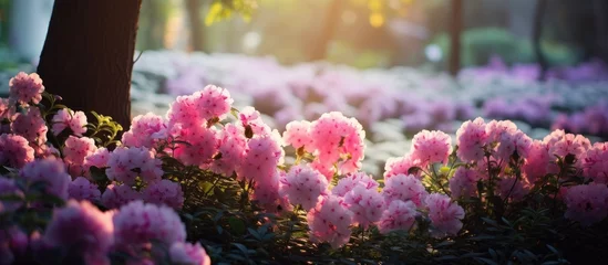 Zelfklevend Fotobehang Vibrant Pink Azalea Flowers Blossom in the Lush Park Landscape © HN Works