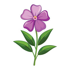 Vinca Flower Illustration on White Background