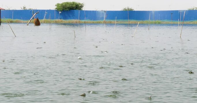 Tilapia, fast growing fish readily raised in captivity, thrive in fish farm pond.