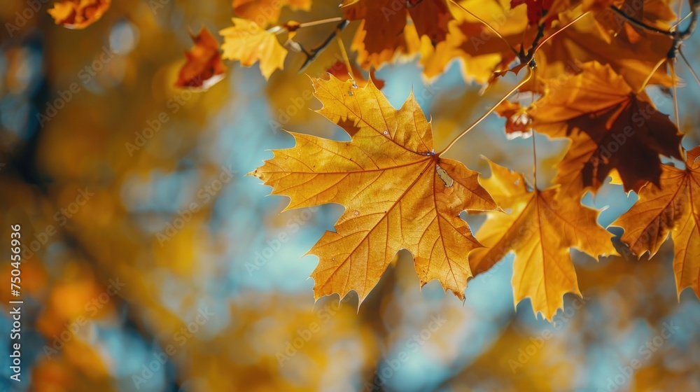 Poster detailed view of leaves on a tree, suitable for nature themes