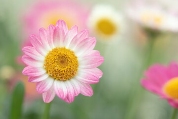 Fototapeta premium Argyranthemum frutescens, also known as Paris daisy, marguerite or marguerite daisy blooming during spring 