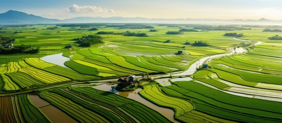 Vibrant Aerial View of Lush Rice Fields Ready for Harvest in Rural Countryside - obrazy, fototapety, plakaty