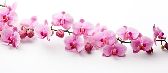Fototapeta na wymiar Elegant Pink Orchid Flowers Blooming Gracefully on a Pure White Background
