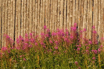 Purple inflorescence and green leaves of the Fireweed (Chamerion angustifolium) growing on old wooden barn wall background