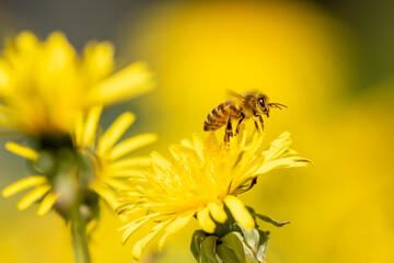 The western honey bee also known as European honey bee (Apis mellifera) flying away from dandelion (Taraxacum officinale)