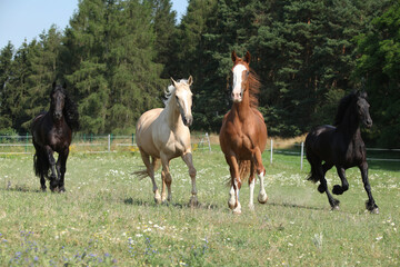 Kinsky and friesian horse running together
