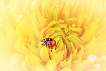 Ladybug crawl over yellow chrysanthemum