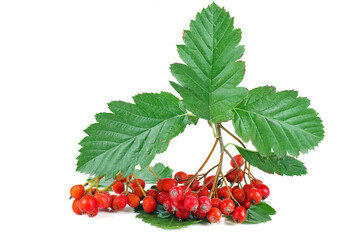 Branch of cultivated garden rowan with berries and leaves isolated on white background
