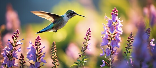 Graceful Hummingbird Soaring Above Lavender Meadow in Nature's Beauty