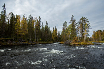 Beautiful river landscape of Kitkajoki (Kitka river)  during autumn foliage near Kuusamo in Northern Finland, Europe - obrazy, fototapety, plakaty