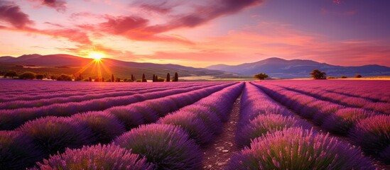 Majestic Sunset Illuminating a Beautiful Lavender Field in Provence Countryside