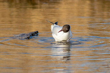 The black-headed gull (Chroicocephalus ridibundus, larus ridibundus) seeking for food in shallow water
