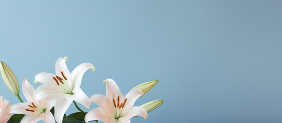 Fototapeta na wymiar Elegant White Lily Bouquet Displayed in a Vase on Beautiful Blue Background