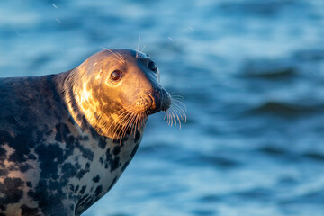 Obraz premium Closeup portrait of large adult grey seal (Halichoerus grypus) on a sunny evening in Estonian nature