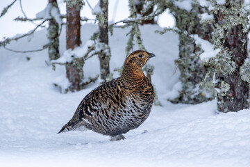 A colorful female Black grouse, Lyrurus tetrix standing on the ground in a wintery forest in Finland, Northern Europe