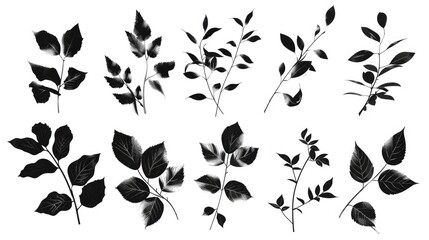 Black and white leaves on a plain white background, suitable for various design projects - obrazy, fototapety, plakaty