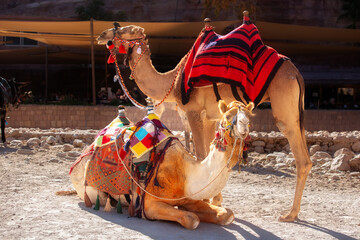 Camels under red rocks in Petra, Jordan