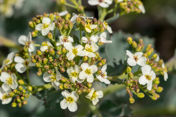 Sea kale, Crambe maritima growing and blooming in white blooms on the coast of the Baltic Sea in Estonia, Northern Europe