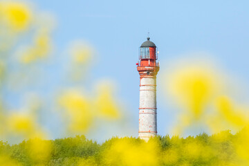 And old red lighthouse against clear blue sky on the shore of the Baltic Sea in Paldiski, Estonia, Northern Europe seen through yellow flowers during summer