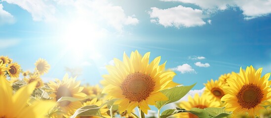 Golden Sunflower Field Under Clear Blue Sky, Symbolizing Joy and Summer Beauty