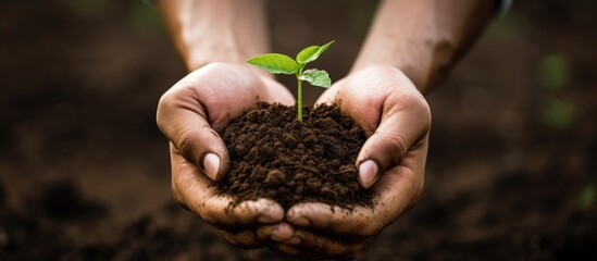 Nurturing Hands Carefully Holding a Small Plant Sprouting from Fertile Soil