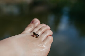 Close-up of small wild frog on foot. Curious child watching and exploring animals in nature.