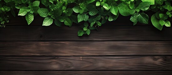 Serenity in Nature: Lush Green Leaves Resting on Dark Wooden Background in a Refreshing Summer Display