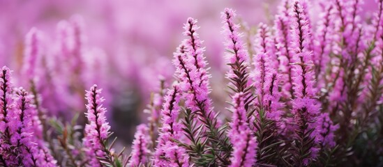Fototapeta premium Enchanting Array of Purple and Pink Heather Flowers in a Serene Garden Setting