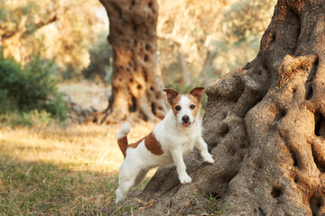 Alert Jack Russell Terrier dog explores a golden olive grove at dawn