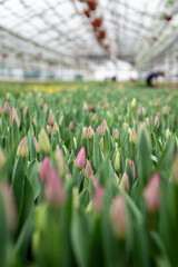 Plantation of tulips grown in industrial greenhouse, ready for picking, soft focus. Spring bulb...