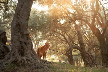 A golden Nova Scotia Duck Tolling Retriever dog stands among ancient olive trees bathed in sunset...