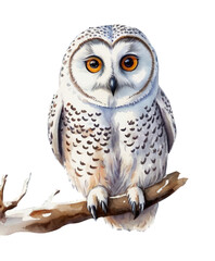 Polar owl isolated on white background, watercolor illustration - 750469545