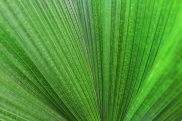 Closeup photo of green palm leaf texture