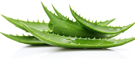Vibrant Green Aloe Plant with Fresh Lemon Elements on Crisp White Background