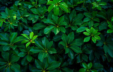 Tropical Green leaves background close up