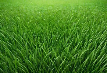 Obraz na płótnie Canvas green grass in the morning