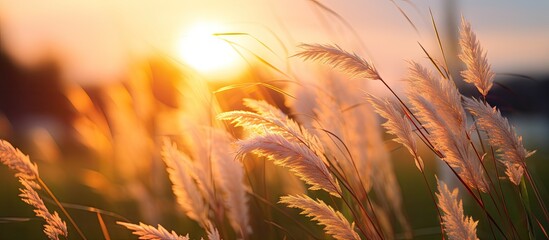 Serene Sunset Casting Warm Glow Over Tall Grass Field in the Evening Light