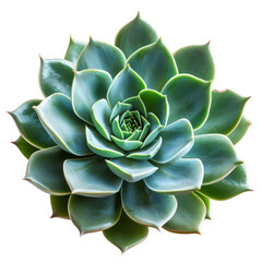 Succulent Echeveria plant with thick, green rosette leaves isolated on white background. Botanical concept for environmental graphics, design for gardening, plant care guides, and eco-friendly themes